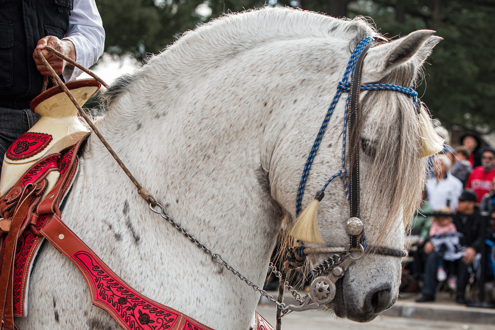 Close up/head shot of a white dancing horse - Photo by Keith Bergher